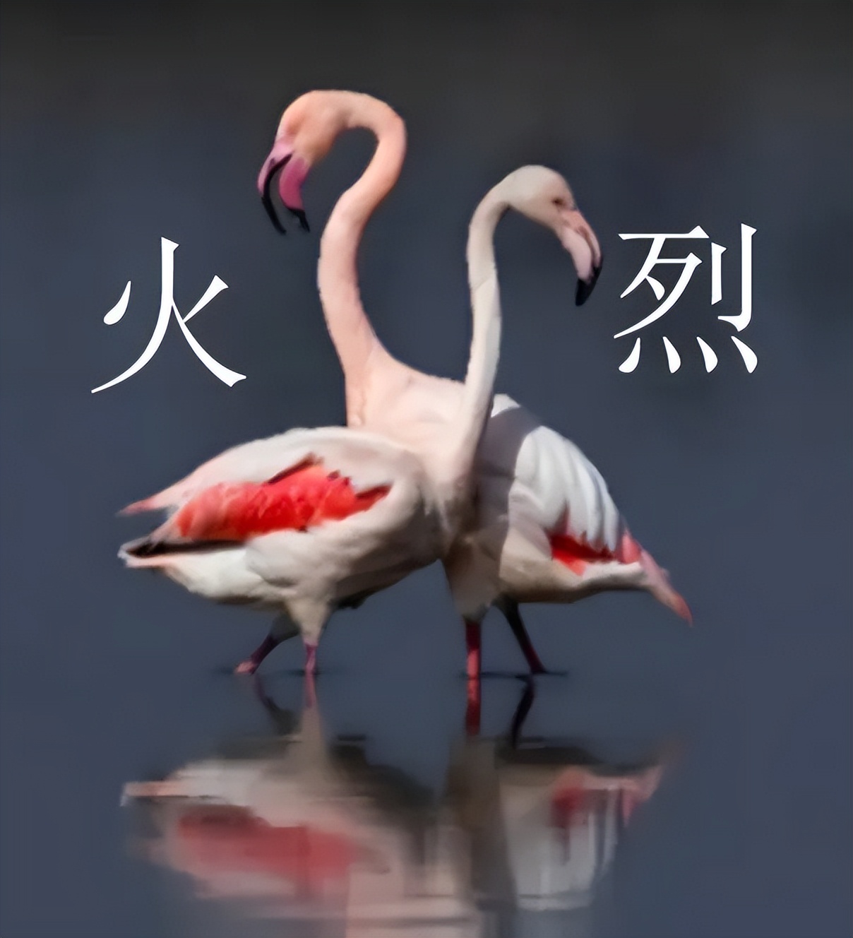 1.08股市早8点丨犟牛,就是不肯收阴!春节前会“加速上涨”(1) 1.08股市早8点丨犟牛,就是不肯收阴!春节前会“加速上涨”(1)